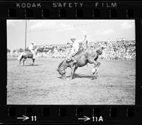 Kurley Hebb on Cougar