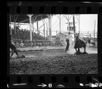 Zane Tibbets Calf roping