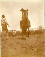 [Cowboy on horseback maintaining taut rope on calf as others do branding]