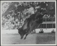 Hughie Long, Texas Centennial Rodeo, Dallas 1936