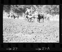 Don Douglas Steer wrestling