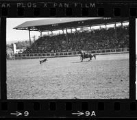 Glen Franklin Calf roping