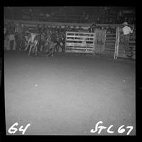 John Morgan on Bull #126