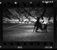 Harvey Denton Calf roping