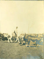 [Cowboy on horseback roping a calf amidst cattle]