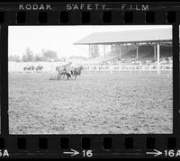 Leon McCoy Steer wrestling