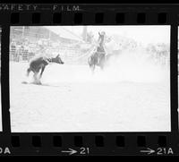 Dick Hoose Calf roping, 11.6 Sec