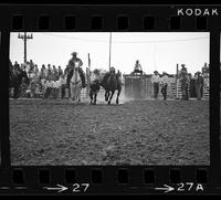 [Unknown Steer wrestler]