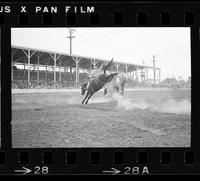 [Unknown Saddle bronc rider]