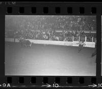 Rodeo clowns Bull fighting with Bull #36