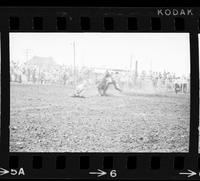 Ted Smalley Calf roping, 31.2 Sec