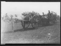 Hauling buffalo bones