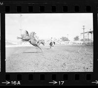 R.L. Scott on Saddle bronc #301