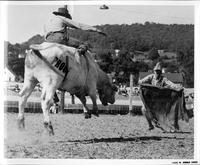 J.E. Ranch Rodeo Waverly, N.Y., "Brahma" Rogers fighting bull