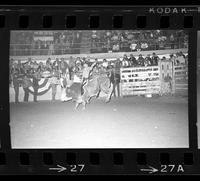John Jamail on Bull #61