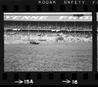 Sonny Davis Steer ropring, 20.6 Sec, Totals for 3 = 60.1