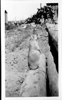 [Prairie Dog sitting on log]