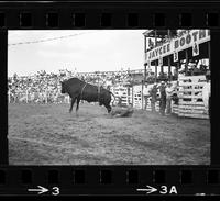 Bob Blackwood on Bull