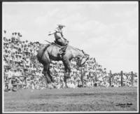 [Cowboy saddle bronc riding]