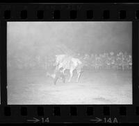 Tom Burcher on Saddle bronc #35