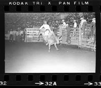 Larry Hall on Bull #34