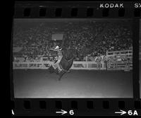 Bob Holland on Bull #007