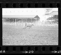 Bud Upton Steer roping