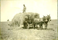 [Cowboy atop hay on haywagon as another lofts hay to wagon]