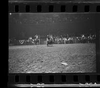 PeeWee Conway Steer wrestling