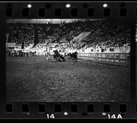 Mack Nesmith Steer wrestling