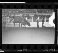 Bill Lowe on Bull #251