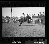 [Unknown Bull rider]