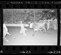 John Routh Bull fighting with Bull #191