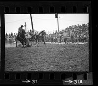 [Unknown Steer wrestler]