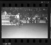[Unknown Bull riders}