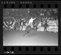 [Unknown Bull riders}