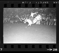 [Unknown Saddle bronc rider]