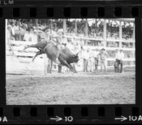 George Schmid on Bull #17