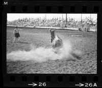 Unidentified Rodeo clowns Bull fighting with Bull The Judge