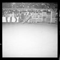 Joe Hawkins on Bull #6
