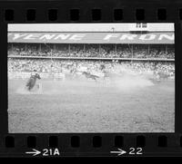 Chuck wagon races