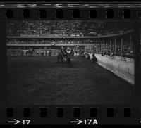 Steve Stevenson Calf roping