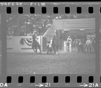 Neil Love Steer wrestling