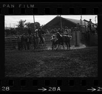 Norman Dannecker Steer wrestling