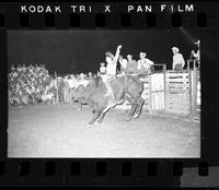 Tom Burcher on Bull #J1