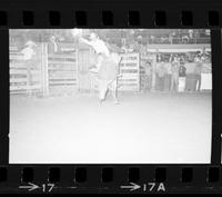 Jeff Weber on Bull #44