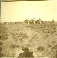 [Several cowboys in distance behind fence line near cattle herd]