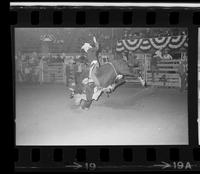George Paul on Bull #114