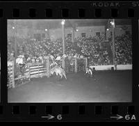 John Routh bull fighting