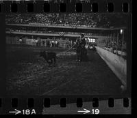 Leon Baurle Calf roping